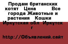 Продам британских котят › Цена ­ 500 - Все города Животные и растения » Кошки   . Иркутская обл.,Иркутск г.